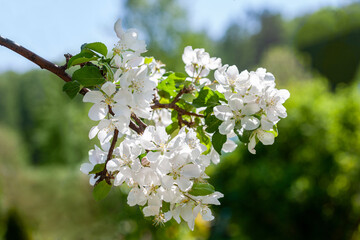 Beautiful flowers on a branch of an apple tree against the background of a blurred garden. Apple blossom spring tree.