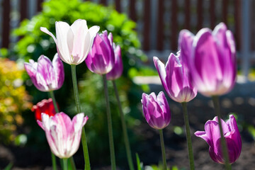 White-pink tulip flower illuminated by sunlight. Soft selective focus, tulip close-up. Tulip photo background. Group of colorful tulips.