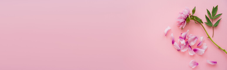 top view of floral petals near fresh peony on pink background, banner. © LIGHTFIELD STUDIOS