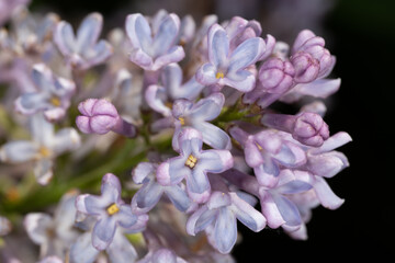 Flower of Common Lilac (Syringa vulgaris ‘Atheline Wilbur’)