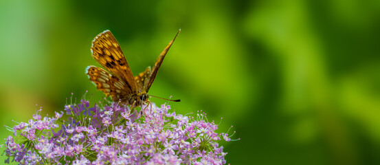 Stunning Brown-Orange Butterfly Melitea Diamina Drinking Nectar on Valerian Flower