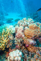 Fototapeta na wymiar Colorful, picturesque coral reef at the bottom of tropical sea, hard corals and and a lot of air bubbles, underwater landscape