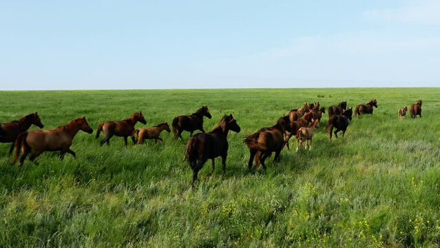 Wild Horses Running, Wild mustangs run on the beautiful green grass, Dust from under the hooves. Herd of horses, mustangs running on steppes aerial view. 4K 10 bit color video