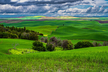 Palouse Fields in Late Spring, WA