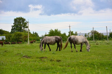 horses feeding on pasture in the coutryside on green grass and cloudy sky on background