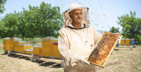 Mature male bee keeper in a uniform holding a honeybee frame with bees