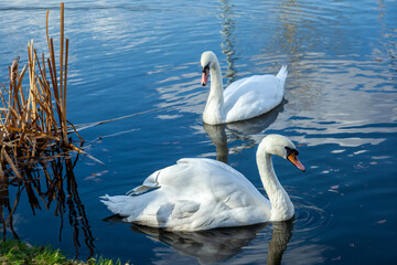 Close-up of a white swan swimming in blue lake. A pair of white swans swimming in the river