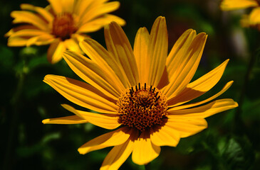 yellow blooming Cheerful Sunflower flower macro. selective focus. scientific name Helianthus pauciflorus. gardening concept. summer scene. closeup view. bright petals. soft blurred lush background