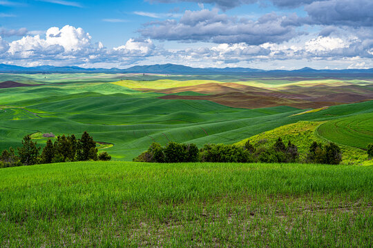 Palouse Fields in Late Spring, WA