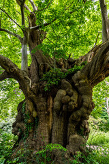 Very old Sweet Chestnut tree near Shipbourne, Tonbridge in Kent, England
