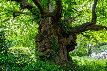 Very old Sweet Chestnut tree near Shipbourne, Tonbridge in Kent, England