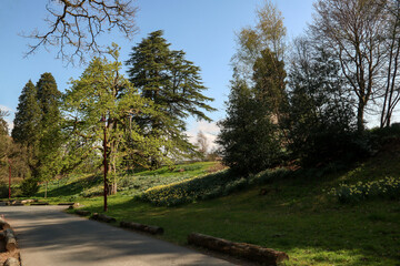 Roadway Through a Public Country Estate on a Spring Morning