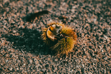 close up of the prickly carapace of a chestnut. cinematic look. selective focus of a shell of a chestnut