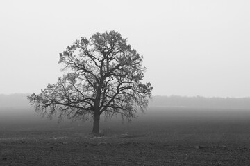 Black and white photo with black and white tree against black and white field as example of old...