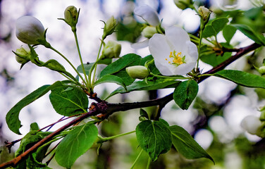 apple tree bloomed in early spring , beautiful flowering