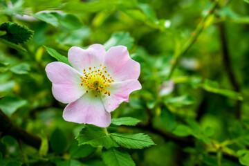 Obraz na płótnie Canvas Dog Rose blossom (Rosa canina) on a green background