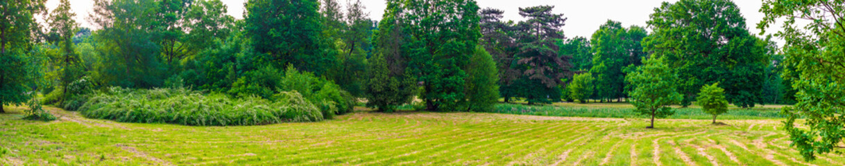 green forest on a beautiful sunny day