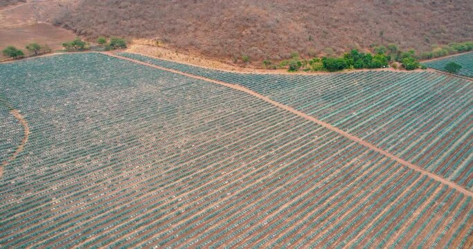 Blue agave plantation in the field to make tequila aerial view