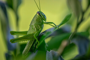 grasshopper on a leaf