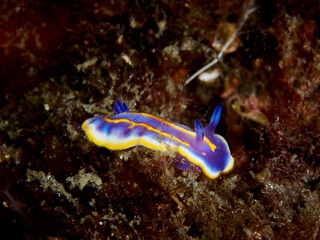 Felimida britoi, is a sea slug, a species of dorid nudibranch. It is a marine gastropod mollusc.