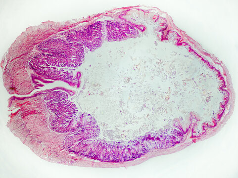 rat stomach cross section under the microscope showing muscle, gastric mucosa and gastric cavity - optical microscope x32 magnification