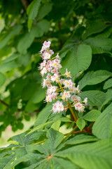 Beautiful chestnut flower on a background of green leaves