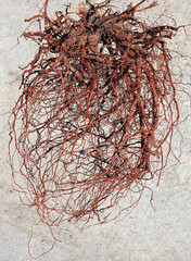 Fototapeta premium a close-up with the root of a plant