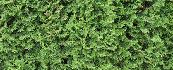 Thuja hedge texture. Arborvitae plant pattern. Gardening hedge background