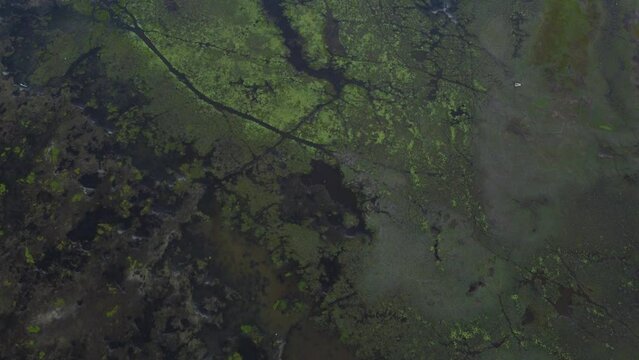Aerial view of a swampy area in Sri Lanka. High quality photo