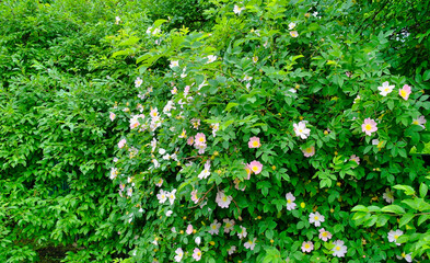 Summer landscape, grass background, flowers in the garden, flowers in the grass