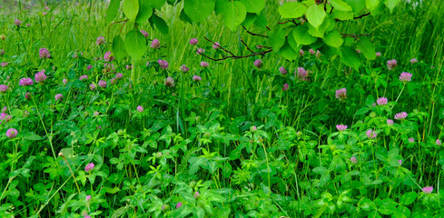 Summer landscape, grass background, flowers in the garden