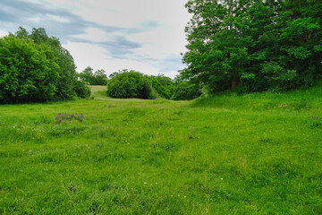 Summer landscape, grass and blue sky, landscape with trees and blue sky