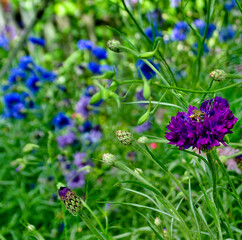 Summer landscape, grass background, flowers in the garden, flowers in the grass