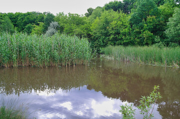Summer landscape with river and blue sky, landscape with river and clouds, the river in the forest