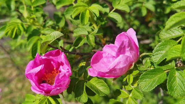 Bee fly near rose bush flower. Allergy insect macro video. Green grass. Bumblebee garden action. Beautiful blossom and organic fur flight. Ecology life concept. Slow motion. Honeybee worker eating