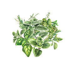 Fototapeta na wymiar Bouquet of fresh Provencal herbs basil, rosemary, marjoram, cumin. Watercolor illustration of botanical plants. A bunch of basil. Suitable for postcards, leaflets, menus, booklets, printing textile