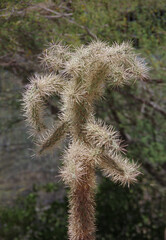Obraz premium Close-up view of a Cylindropuntia bigelovii Teddy-bear cholla cactus