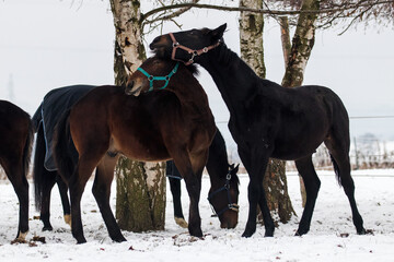 Beautiful horses in a winter scenery. Beautiful domestic animals, horses's bridle, head harness. A horses in the snow, used in a riding school for teenagers and children. Horses in winter in the pastu