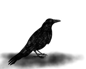 black raven on white background, an illustration