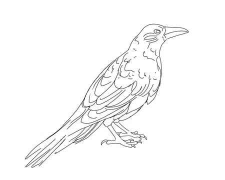 raven line drawing sketch on white background