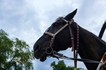 the head of a black horse in harness