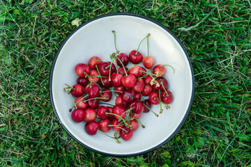 Cherry organic berries harvest. Fresh cherries for jam, juice, smoothie, compote, desserts and cakes. Bowl of juicy sweet cherries on green grass. Top view