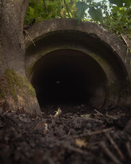 tunnel in the forest