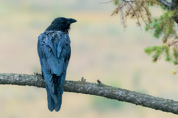Big raven sitting on a branch in Canadian Rockies. Corvus Corax in Jasper National Park, Alberta
