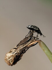 Gefleckter Weidenblattkäfer