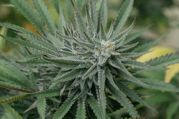 Medical quality cannabis flower