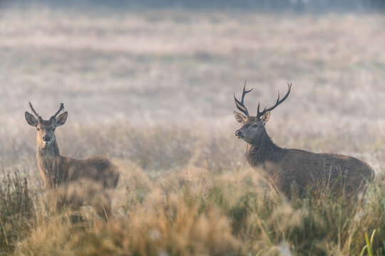 Cerfs