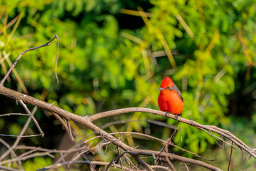 Vermilion Flycatcher on a branch