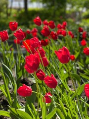 Red tulips in the garden