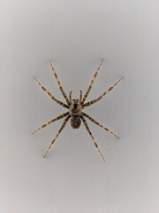 Spider